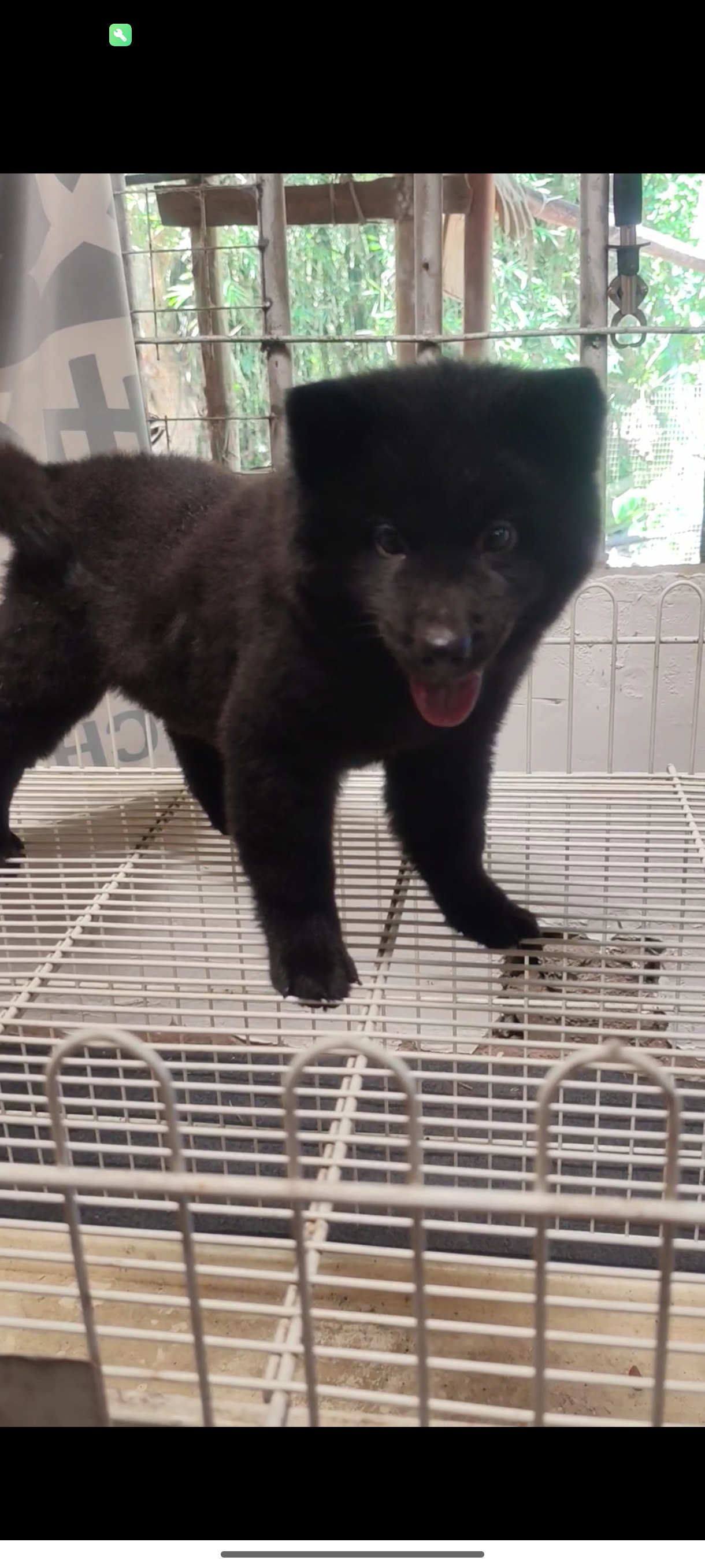 田园犬五黑松狮小母